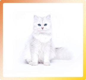 Insame - HTML Template