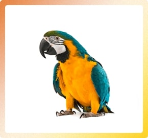 Insame - HTML Template